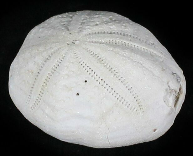 Fossil Sea Urchin (Eupatagus) - Florida #28799